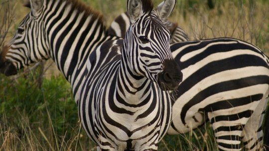 Zoo Brașov va prezenta, în august, prima zebră adusă la Brașov