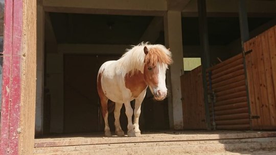 Caii și poneii de la Zoo Brașov vor deveni ajutoare pentru persoanele cu autism