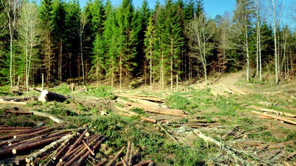 200 de milioane de euro fonduri europene pentru cei care exploatează și procesează materialul lemnos din pădurile României