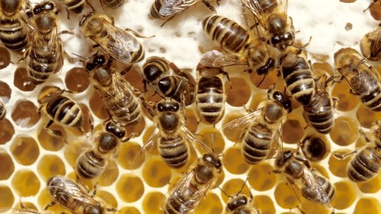 Viespi sau albine în preajma locuințelor? Cui trebuie să vă adresați