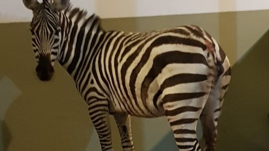 Premieră la Zoo Brașov " o zebră Grant. Peggy are și ea pereche