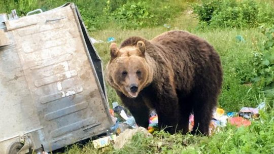 Nu mai hrăniți urșii!