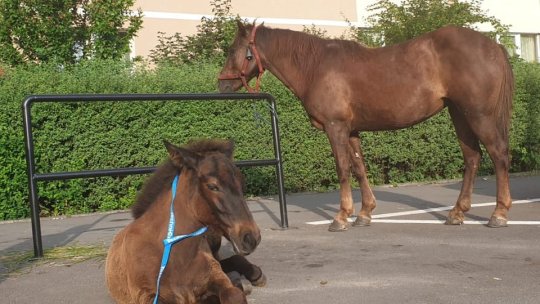 Intervenție pe Calea București din Brașov pentru salvarea a doi cai rătăciți printre blocuri