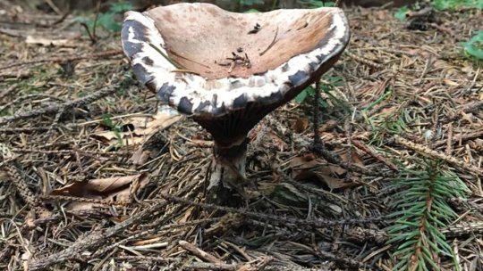 Copii intoxicați cu ciuperci, la Bran