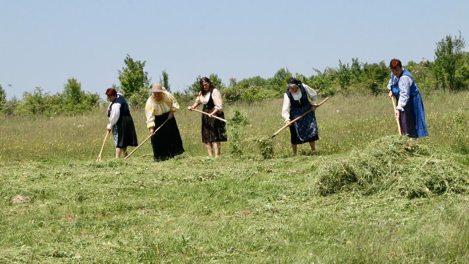 Claca de coasă, readusă la viață în "satul cu comori"