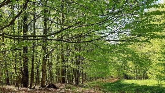 Regulamentul privind accesul pe drumurile forestiere, în dezbatere publică. Brașovenii pot face propuneri până în 4 septembrie