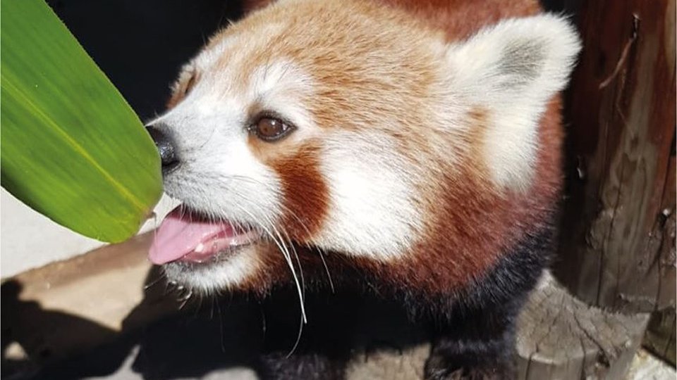 De luni, haideți să-l vedeți pe Benjamin, masculul de panda roșu de la Zoo Brașov