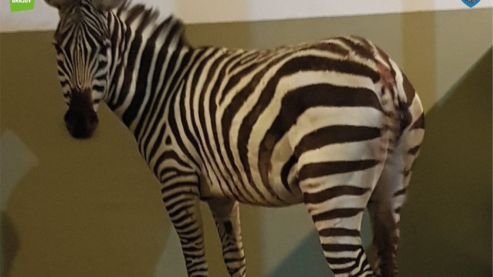 Zebra  Zelda vă așteaptă la Zoo Brașov
