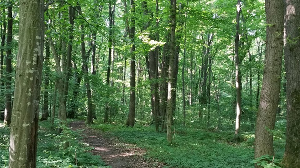Alte 40.000 de hectare de păduri cvasivirgine în România
