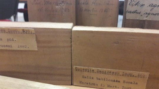 Singura xilotecă din România este la Brașov, la Facultatea de Silvicultură. După restaurare, ar putea fi deschisă și publicului