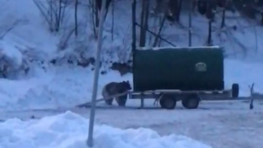 Ursul de pe domeniul schiabil din Predeal, relocat la Bihor