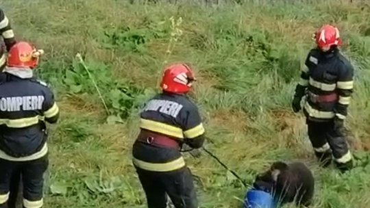 Pui de urs salvat de pompierii din Predeal. Animalul avea capul înțepenit într-un butoi (VIDEO)