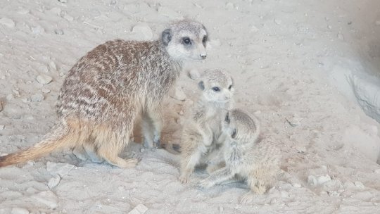 Dublă sărbătoare, duminică, la Zoo Brașov
