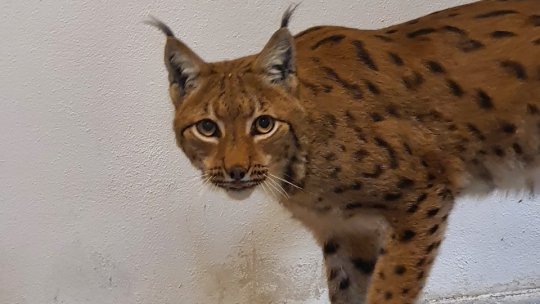 Noi locatari la Zoo Brașov: 2 exemplare de râs carpatin