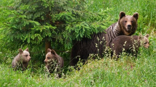 Alți 4 urși capturați în Brașov și relocați