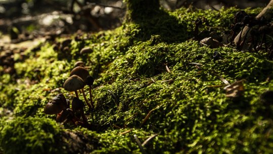 Primul traseu tematic într-o pădure virgină din țară, la Șinca Veche