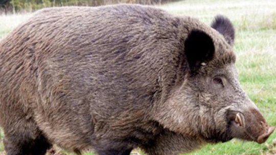 Peste 20 de focare active de pestă porcină africană în pădurile județului Brașov