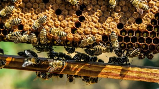 Apicultorii pot depune cererile pentru acordarea ajutorului de minimis