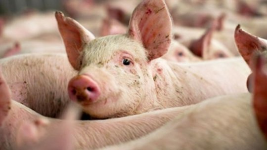 Atenție când cumpărați carne de porc! ANSVSA anunță că încep controalele specifice sărbătorilor de iarnă