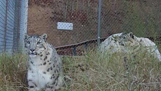 Amalia și Aslan, doi leoparzi ai zăpezilor, noii locatari de la Zoo Brașov