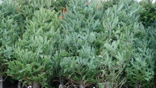 Licitație fără prea mare succes pe locurile din piețe pentru vânzarea brazilor de Crăciun