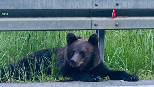 Camera Deputaţilor a aprobat extinderea şi în afara localităţilor a prevederilor actului normativ cu privire la combaterea atacurilor urşilor