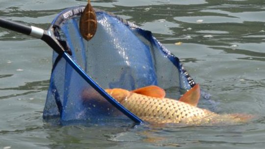 Braşovul va fi singurul judeţ care va pregăti specialişti în prelucrarea peştelui. La Colegiul din Prejmer, începând din toamnă