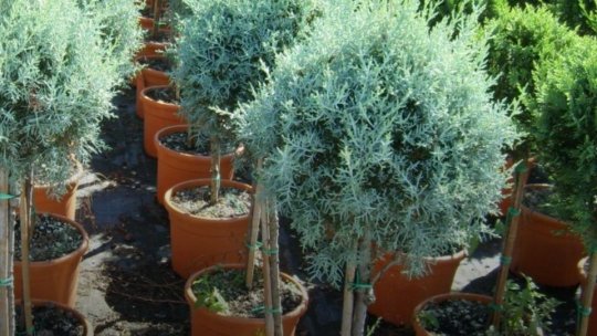 1500 de arbori și arbuști, plus 2500 de metri liniari de gard viu, prinse în planul municipalității în plantările de primăvară, din Luna Curățeniei. În care vor fi și străzile "plombate"