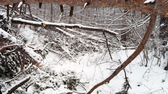 Sute de arbori doborâţi pe Tâmpa, zilele acestea, din cauza zăpezii