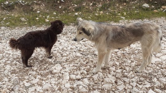 Proprietarii de câini, îngrijorați că patrupedele ar putea răspândi noul virus după ce miros măștile de protecție folosite și aruncate