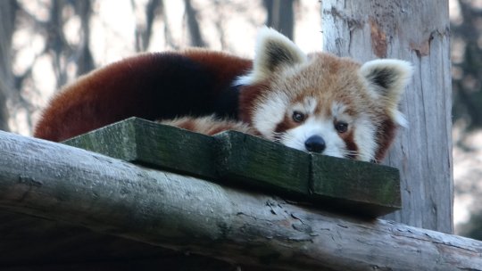 Program special la Zoo Brașov pe perioada vacanței școlare