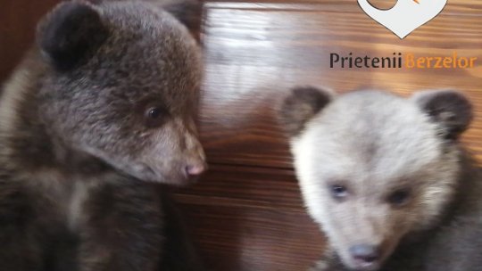 Asociația Prietenii Berzelor, amendată cu 10.000 de lei după ce a transportat doi pui de urs la Sanctuarul Libearty. Transportul nu s-a făcut cu respectarea prevederilor legale, spune Ministerul Mediului