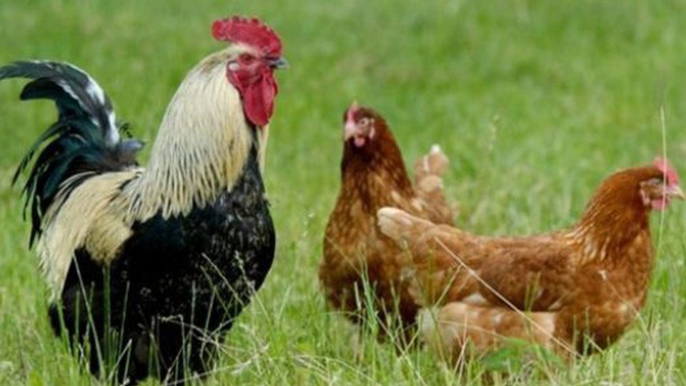 Gripa aviară a ajuns la limita județului Brașov. Măsuri preventive, luate de autorități
