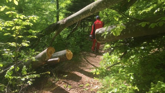 Traseele turistice de pe Tâmpa, curățate de arborii căzuți după ninsorile de la sfârșitul lui martie