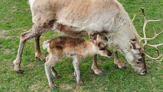 S-a mărit familia de reni la Vama Buzăului. Trenuleț turistic spre Cascada Urlătoarea