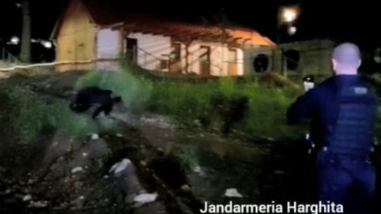 4 urși goniți de jandarmi la ceas de seară din fața Primăriei