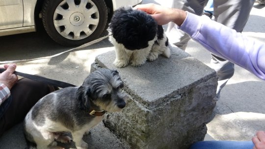 Obligațiile deținătorilor de câini