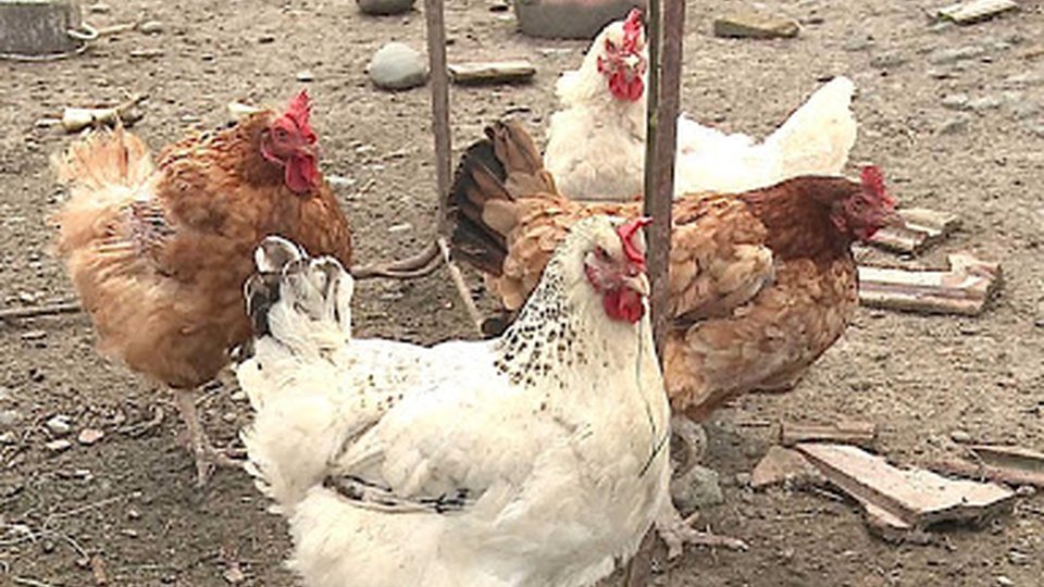 Autorităţile au decis suspendarea organizării şi a desfăşurării comerţului ambulant cu păsări