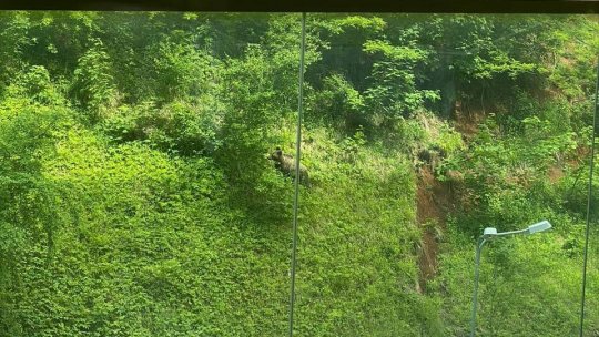 Avertizare RO Alert. Urs în cartierul Răcădău (VIDEO)