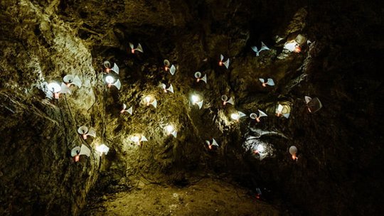 Peste 1.000 de vizitatori a avut Muzeul Casa Mureșenilor la Noaptea Muzeelor