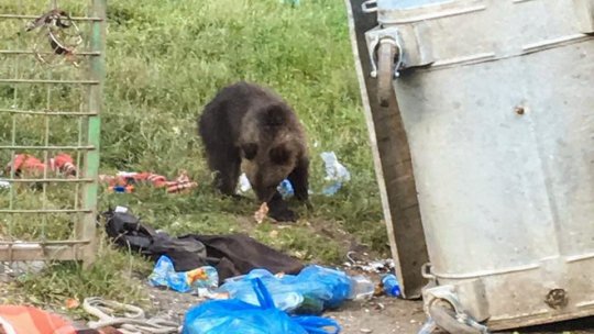 Urșii plimbăreți în plină zi pe străzile centrale ale orașelor pun în pericol cetățenii. Care sunt soluțiile de prevenire a tragediilor?