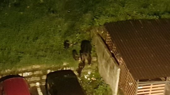 O ursoaică și 3 pui, din nou la plimbare prin Răcădău, marți seara (VIDEO)