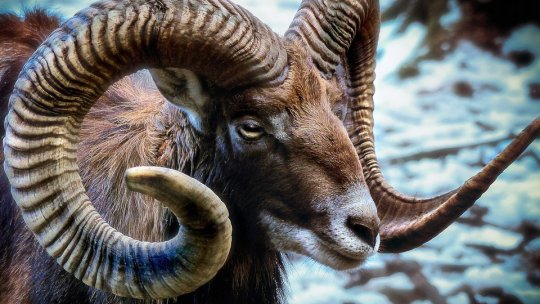 Mufloni, la rezervaţia de Valea Zimbrilor, din Vama Buzăului