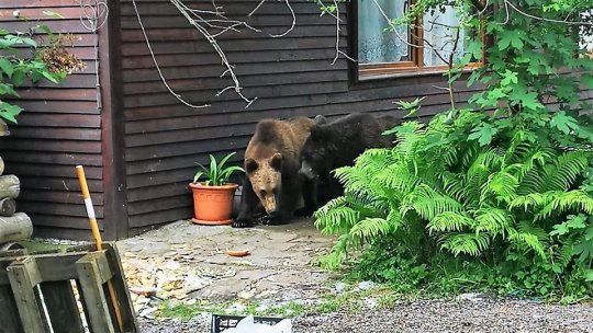 Urși tranchilizați și mutați în pădure (VIDEO)