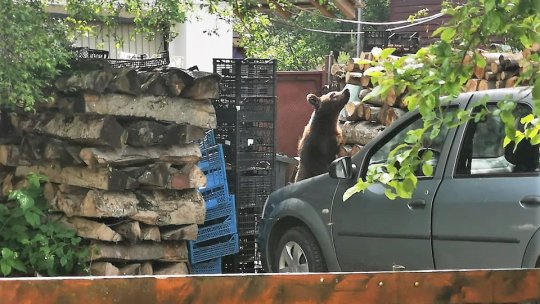 Noi măsuri legislative anunțate de ministrul Mediului pentru îndepărtarea urșilor de zonele locuite