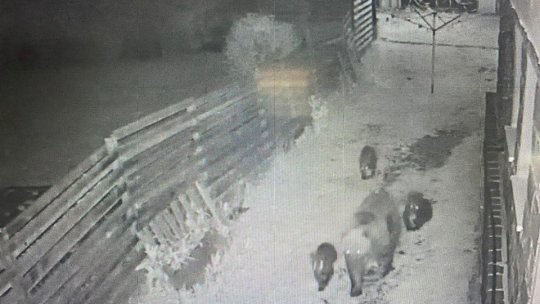 O ursoaică a distrus, azi-noapte, garajul primarului din Băile Tușnad