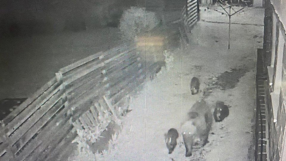 O ursoaică a distrus, azi-noapte, garajul primarului din Băile Tușnad