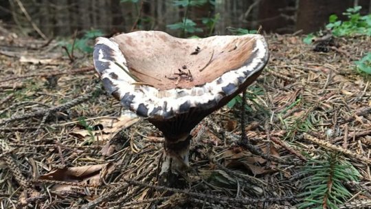 Suntem în plin sezon al ciupercilor. Atenție de unde le cumpărați!