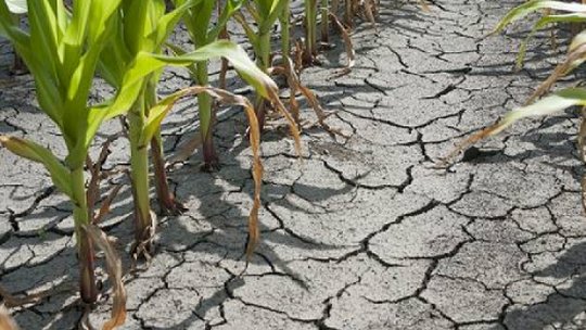 Secetă în România, în cea de a doua parte a verii. Măsurătorile din ultimii ani confirmă existenţa schimbărilor climatice, spune directorul ANM