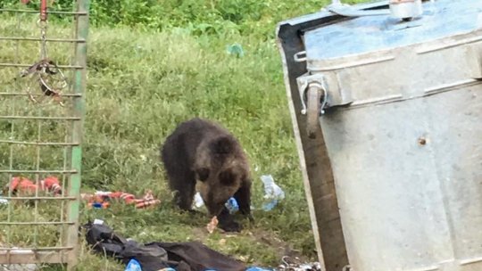 Împușcarea ar trebui să fie ultima soluție în cazul urșilor agresivi, consideră premierul Florin Cîțu